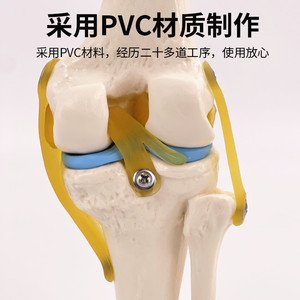 Modelo de simulación de rodilla humana para enseñanza, con ligamentos, huesos, demostración de funciones médicas, hombro, cuello, columna vertebral - Product Image 2