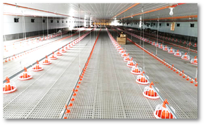 Big Herdsman Poultry Equipment for Broiler Breeder Farms for Chicken Feed Usage