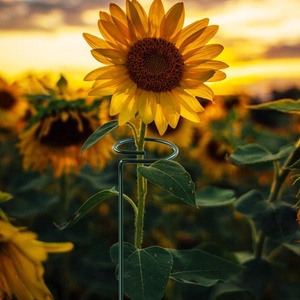 Tesisi destek Stakes Metal Stakes desteği saksı bitkileri veya bahçe bitkileri kafes orkide ayçiçeği şakayık gül zambak domates - Product Image 6