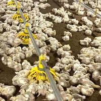 Équipement d'élevage de poulets de chair à prix d'usine, très vendu, pour la conception de poulaillers