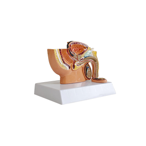 Modelo Anatómico del Sistema Reproductor Masculino de GREEN Medical Science, Anatomía del Sistema Urinario, Pelvis Sagital, Testículos y Próstata - Product Image 6
