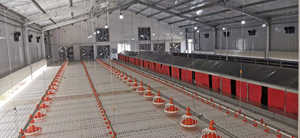 Nuova Gabbia Automatica per Polli da Allevamento, Attrezzatura per la Produzione di Uova a Buon Prezzo, Gabbia per Galline Ovaiole - Product Image 6