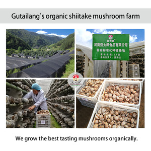 Nấm Đông Cô Cắt Lát Hữu Cơ Cắt Lát Nấm Đông Cô Sấy Khô Chất Lượng Cao - Product Image 6