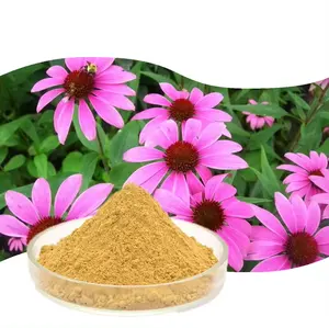 Suministro de fábrica Extracto de planta Echinacea purpurea orgánica extracto en polvo de alta calidad