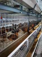 Système de Cage de piles à poulet, avec Structure en acier, 4 niveaux, moderne, maison, broyeur automatique, en vente, livraison gratuite