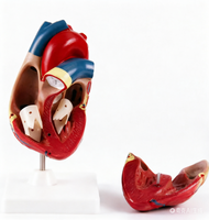 DARHMMY Nuevo Modelo de Corazón Anatómico Jumbo de PVC, Corazón Grande para Estudio de Anatomía, Hecho en China para Ciencias Médicas