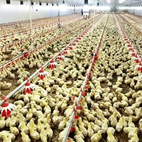 Fournisseurs d'équipements avicoles, vente de systèmes d'abreuvement automatiques pour l'élevage, tétines à eau