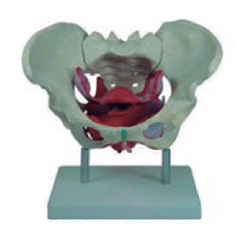 BIX-A1037 в натуральную величину для взрослой женщины тазом модель с мышцы тазового дна