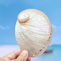 Coquille d'ormeau naturelle blanche véritable de 6 pouces, coquille d'ormeau polie pour la brûlure de sauge, vente en gros