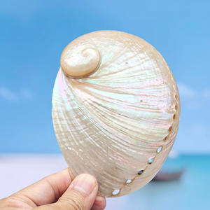 Conchiglia di Abalone Bianco Naturale <span class=keywords><strong>3</strong></span>-4 Pollici, Conchiglia di Abalone Lucidata per Bruciare Incenso, Vendita all'Ingrosso - Product Image 3