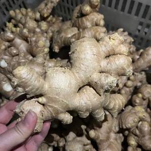Jengibre Seco de Grado Alimenticio, Jengibre <span class=keywords><strong>en</strong></span> Polvo, Semillas de Jengibre para Materia Prima Herbal - Product Image 3