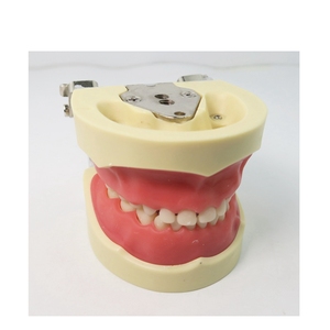 Children Primary Teeth Dental Study Model Soft Gum with FE Articulator - Product Image 3