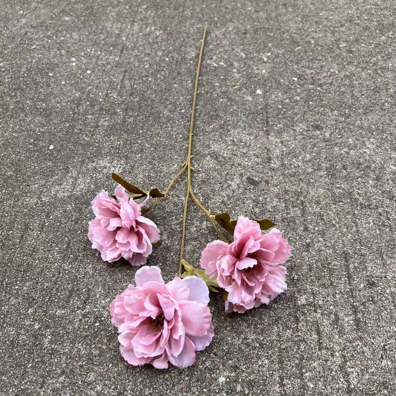 3 têtes de pâte de haricot de pivoine de beauté