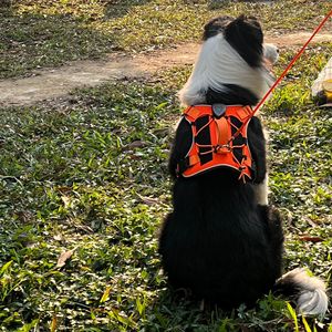 Arnés para Perro con Luces LED, Estilo Chaleco, para Razas Medianas - Product Image 2