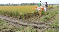 Moissonneuse-batteuse à riz et blé à alimentation partielle / mini moissonneuse-batteuse Prix en Inde