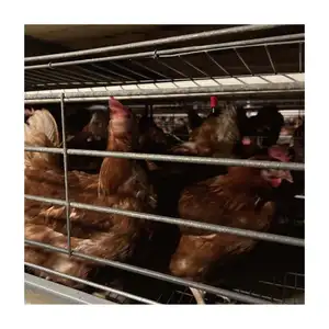 Fashion Automatic Poultry Farm Equipments with Good Quality Supply by China Layer Chicken Raise Chicken 128 Birds 1000 1.5 Years