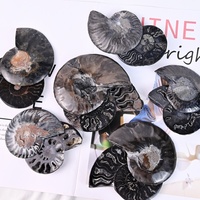 Haute Qualité Amonita Ammonite Fossiles Madagascar Cristal Naturel Noir Ammonite Fossiles Tranche pour Cadeaux