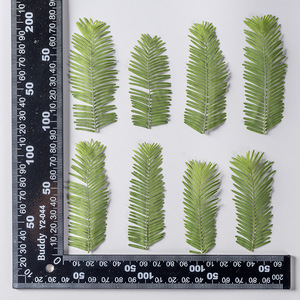 <span class=keywords><strong>Metasequoia</strong></span> fleur séchée en relief fleur pressée vraie feuille spécimen de plante vraie feuille vraie fleur matériel de bricolage - Product Image 6