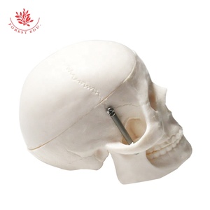 Modèle de Crâne Humain Miniature, Modèle Anatomique de la Tête, Modèle de Squelette Médical - Product Image 3