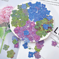 Fiori di Ortensia a Doppio Petalo per Creazione di Biglietti, Gioielli in Resina, Fiori Veri Pressati Naturali ed Ecologici