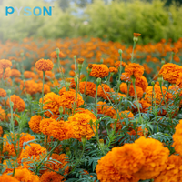 Ekstrak Tumbuhan Alami Dari Bunga Marigold Bubuk Lutein Kelas Makanan 80% Kemasan Drum