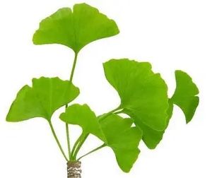 Pasokan pabrik Springjia Egb 761 manfaat kesehatan dari bubuk daun Ginkgo Biloba Ginkgo Biloba - Product Image 2