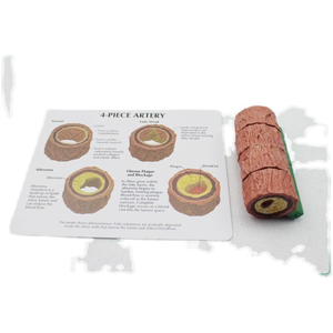 Высококачественная медицинская модель анатомии для развития органов и сосудов со склеротическими функциями для обучения медсестер - Product Image 4
