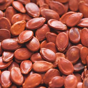 Cung cấp sỉ hạt giống dưa hấu đỏ cỡ lớn dùng làm thực phẩm và trồng trọt. - Product Image 2