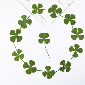 Handicraft <strong>Flower</strong> <strong>Press</strong> Four Leaf Clover Bulk Pack Fresh Real Pressed Natural Dried <strong>Flowers</strong> Dried Pressed <strong>Flower</strong> for Resin - Product Image 5