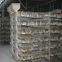 Vente Flash : Cage à Cailles en Métal Galvanisé de Haute Qualité avec Alimentation Semi-Automatique et Plateau de Collecte des Œufs pour Élevage Avicole HJ-QC400A