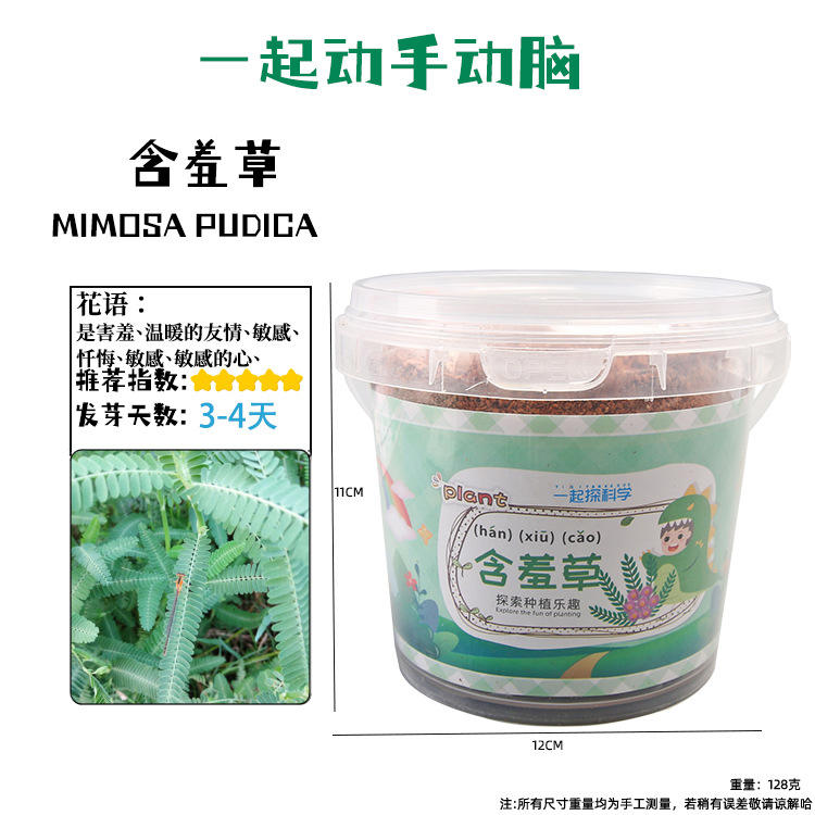 Daisy barrel planting