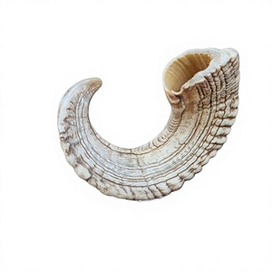 Shofar en corne de bélier naturelle, véritable, fait main, personnalisé AZ ENTERPRISES – Instrument en corne animale de haute qualité pour usages religieux et culturels - Product Image 6