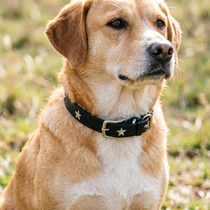 <span class=keywords><strong>Collier</strong></span> pour chien en cuir PU personnalisé de haute qualité avec clous étoiles, boucle métallique réglable et anneau en D, pour tous les chiens et chats - Product Image 3