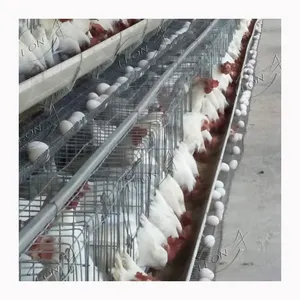 High quality chicken house bird cage design for layers