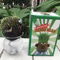 Récipients éducatifs en verre de terrarium de poupée de tête d'herbe pour des hommes femmes enfants cultivant la plantation