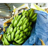 China Yintong Export Date-Beschermend Zakken Bananenbedekkingszakken Geschikt Voor Extreem Weer In Zuidoost-Azië