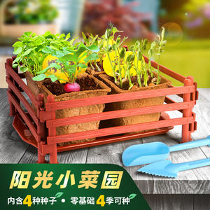 Kit de culture de légumes DIY Four Joys Sunny Vegetable Garden pour enfants, mini plantes en pot d'intérieur, ensemble éducatif pour la culture, âge 7-14 ans - Product Image 3