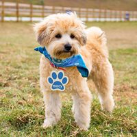 Ornements en bois en forme de patte de chien non finis, imprimé écossais, décorations murales écologiques à faire soi-même pour Noël, pour les amoureux des animaux