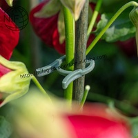 NIF 25mm Plastic Plan Support Garden Clips Plant Trellis Connector Clip Essential Garden Supplies