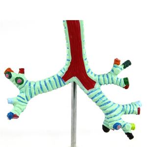 Het Longmodel Luchtpijp, Bronchiën En Broncho-Pulmonaire Segmenten - Product Image 6