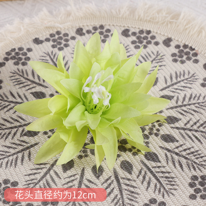 Chrysanthème à grandes griffes - vert fruit