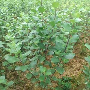 Bán buôn cung cấp số lượng lớn Vitex Chasteberry hạt giống - Product Image 2