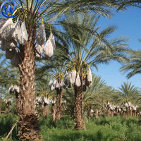 Midden-Oosten Bescherming Dadelpalmboom Mesh Netzak Fruit Bos Zakken Dadel Palm Buis Netzak 150X90