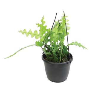 <span class=keywords><strong>Cactus</strong></span> Epiphyllum Fishbone en Maceta Colgante, Planta de Interior Apta <span class=keywords><strong>para</strong></span> Mascotas con Característica Compostable - Product Image 1
