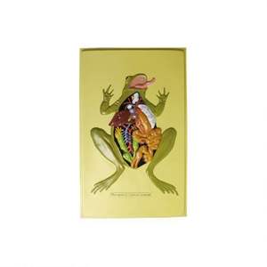 Modèle en relief de grenouille Anat 50170.26 - Product Image 1