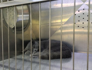 Hot Selling Stainless Steel Pet <strong>Cages</strong> <strong>for</strong> Cat <strong>Small</strong> Dog Shop <strong>Animal</strong> Clinic Veterinary Hospital Cat Crates Modular <strong>Cages</strong> - Product Image 3