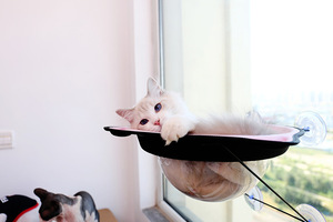 Siège de fenêtre à forte aspiration pour animaux de compagnie, lit de chat, Style d'été, ventouse de fenêtre pour chat, hamac de perchoir - Product Image 2