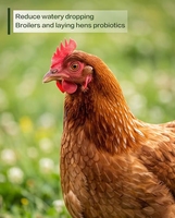 Probiotiques thermo-résistants Clostridium Butyricum : Améliorent la croissance et réparent les dommages intestinaux chez la volaille