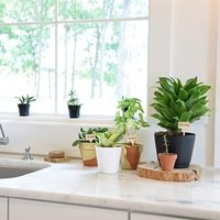 50 étiquettes de plantes en bambou, marqueurs de jardin, étiquettes de plantes en forme de T, marqueurs de fleurs, étiquettes épaisses