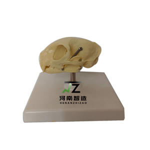 Fournitures éducatives, modèle d'enseignement de crâne de chat en plastique anatomique médical, peint à la main, sculpté avec soin - Product Image 3